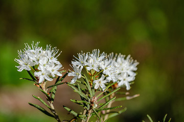 blooming flowers of wild marsh labrador in forest
