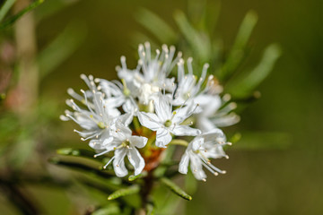 blooming flowers of wild marsh labrador in forest