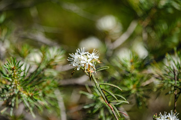 blooming flowers of wild marsh labrador in forest