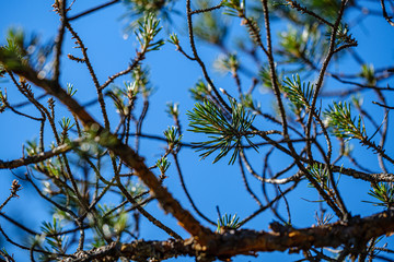 fresh young pine tree branches with leaves