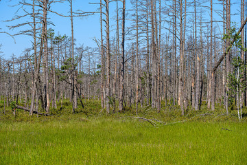 old dry pine tree trunks standing in the shore of peatland lake in swamp