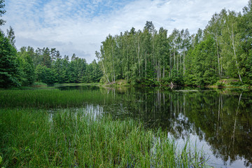 Fototapeta na wymiar calm summer day evening by the forest lake in forest