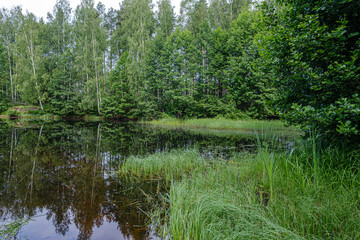 Obraz premium calm summer day evening by the forest lake in forest