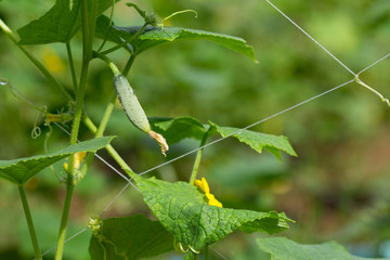 Fresh green cucumber growing in garden, Young plant cucumber with yellow flowers.