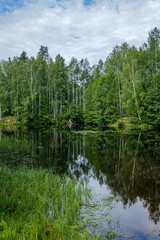 Obraz premium calm summer day evening by the forest lake in forest