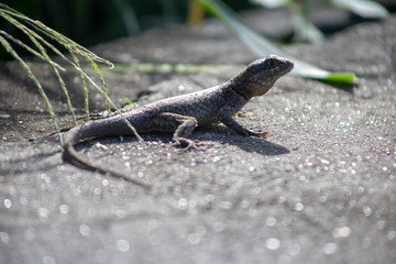 gecko