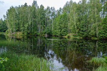 calm summer day evening by the forest lake in forest