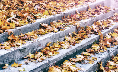 Dry leaf on ground. Gray leafs cover surface of ground is beauty pattern background in garden forest. The leave tree falling on autumn on summer. Beautiful nature color from green to red or orange
