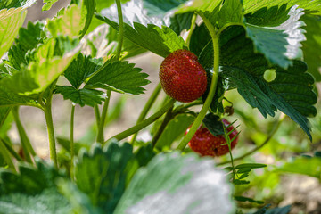 wild strawberries red growing on the ground