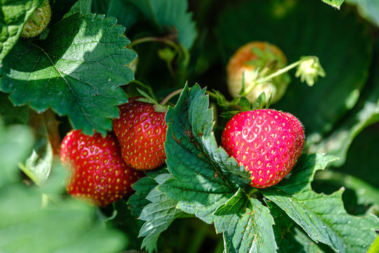 Wild Strawberries Red Growing On The Ground