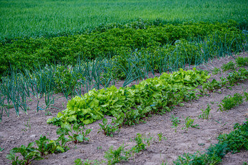 Fototapeta na wymiar eco gardening, country garden with vegetables, onion, potatos and carrot growing