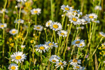 beautiful colorful summer meadow with flower texture on green background