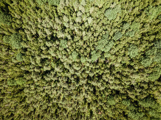 endless green forest from drone aerial image in summer