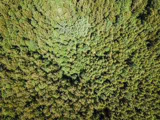 endless green forest from drone aerial image in summer