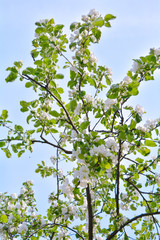 Fototapeta premium Apple tree branches with pink flowers and buds on the blue sky background