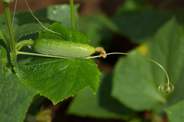Fresh green cucumber growing in garden, Young plant cucumber with yellow flowers.