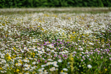 beautiful colorful summer meadow with flower texture on green background