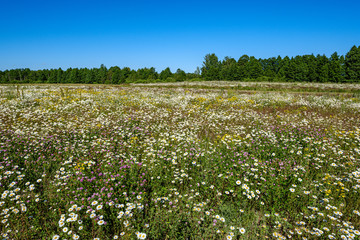 Fototapeta na wymiar beautiful colorful summer meadow with flower texture on green background