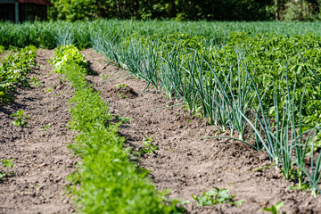 eco gardening, country garden with vegetables, onion, potatos and carrot growing