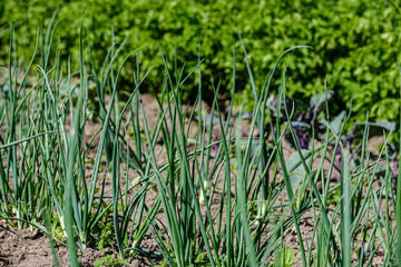 Fototapeta premium eco gardening, country garden with vegetables, onion, potatos and carrot growing