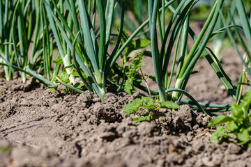 eco gardening, country garden with vegetables, onion, potatos and carrot growing