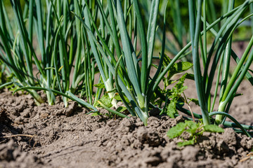 eco gardening, country garden with vegetables, onion, potatos and carrot growing