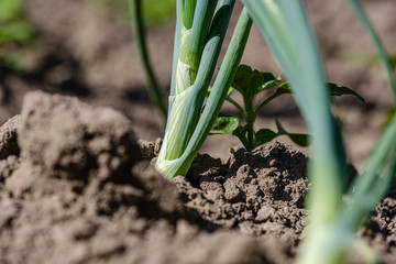 eco gardening, country garden with vegetables, onion, potatos and carrot growing