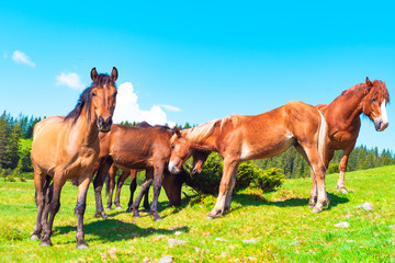Fototapeta na wymiar horses in a meadow in the mountains