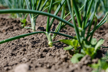 eco gardening, country garden with vegetables, onion, potatos and carrot growing