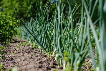 eco gardening, country garden with vegetables, onion, potatos and carrot growing