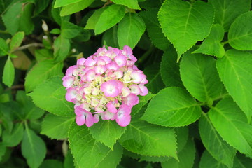 咲き始めたピンクの紫陽花と若葉