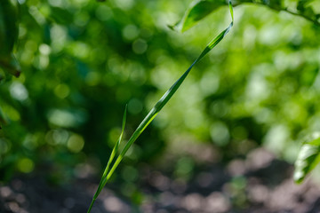 eco gardening, country garden with vegetables, onion, potatos and carrot growing