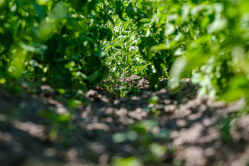 eco gardening, country garden with vegetables, onion, potatos and carrot growing