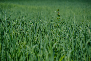 green grass in meadow pasture with blur effect