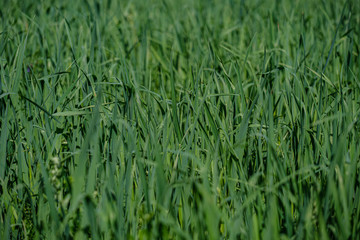 Fototapeta premium green grass in meadow pasture with blur effect