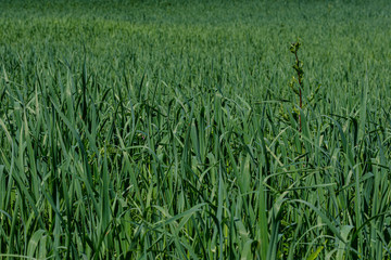 green grass in meadow pasture with blur effect