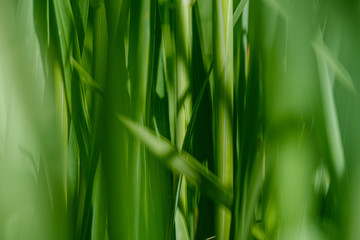 green grass in meadow pasture with blur effect