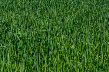 green grass in meadow pasture with blur effect