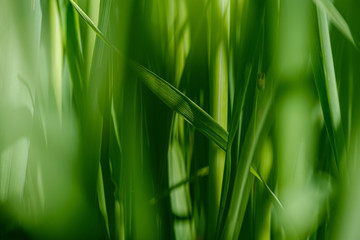 Fototapeta na wymiar green grass in meadow pasture with blur effect