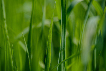 green grass in meadow pasture with blur effect