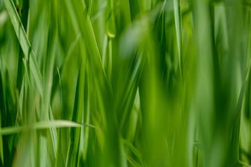 Obraz premium green grass in meadow pasture with blur effect