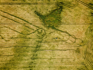 cultivated agriculture fields from above birds eye in summer