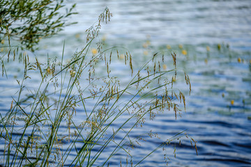 calm summer day evening by the forest lake in forest