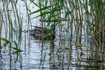 mother duck with small ducklings swimming in river lake water between water lilies