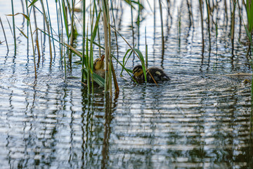 mother duck with small ducklings swimming in river lake water between water lilies