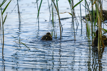 mother duck with small ducklings swimming in river lake water between water lilies
