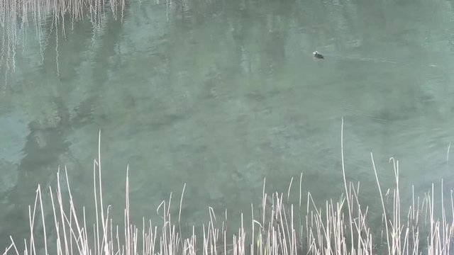 la traversata del pulcino della folaga