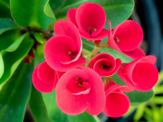 Bouquet of Red Euphorbia milii Flowers Rolling