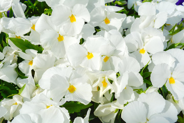 White Viola canadensis flowers. White viola or pansy flowers blossom in garden
