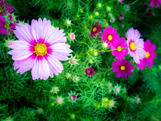 Pink Cosmos Flowers Blooming